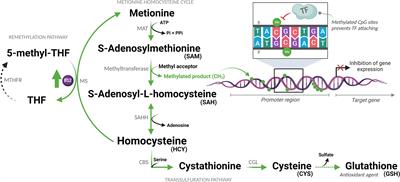 Vitamin B12 attenuates leukocyte inflammatory signature in COVID-19 via methyl-dependent changes in epigenetic markings